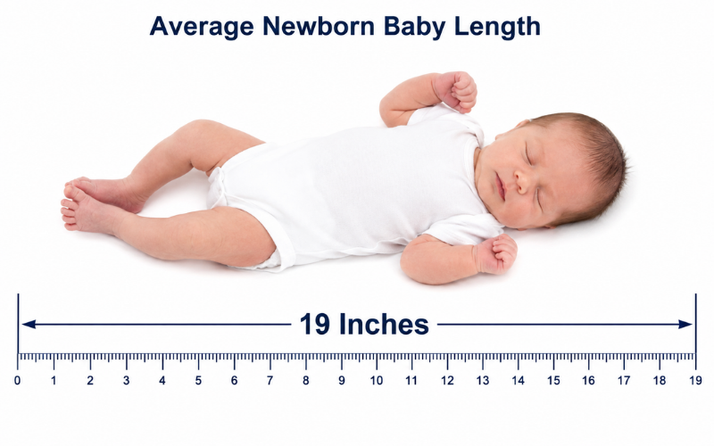 19 Inches Long