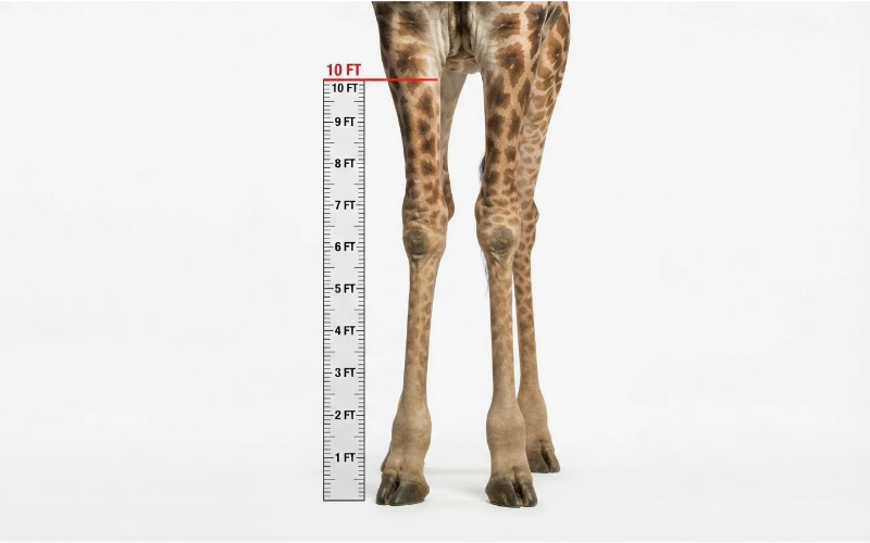 Things that are 10 feet tall